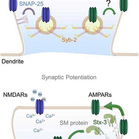 The presynaptic SNARE complex. Drawing of the SNARE fusion machinery ...