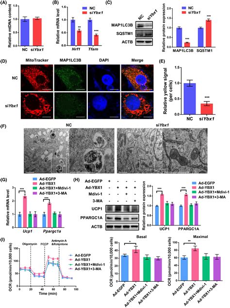 RNAbinding Protein YBX1 Promotes Brown Adipogenesis And Thermogenesis