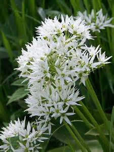 Ramson Allium Ursinum Maigheach Gheal Cc By Sa 2 0 Geograph