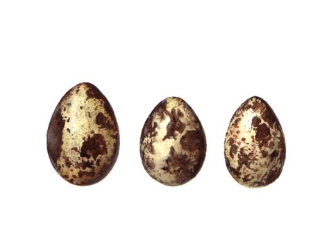 Sigrid Frensen: Quail Eggs