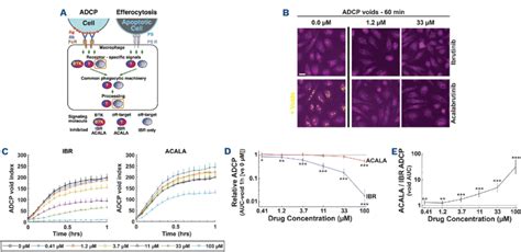 Bruton Tyrosine Kinase Inhibitor Effects On Phagocytosis And