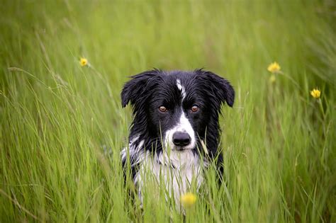 Long Coated Black And White Dog Sitting On Grassy Field Hd Wallpaper