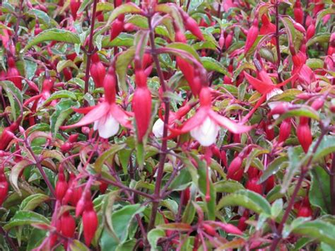 Fuchsia Madame Cornelissen Bellenplant Bloemenpark Appeltern