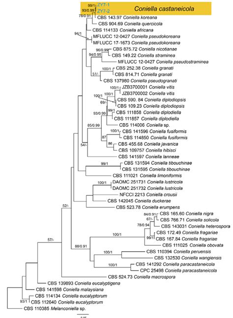 Figure A Phylogram Generated From Raxml Analysis Based On Combined