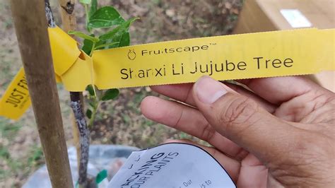 Unboxing My Shanxi Li Jujube Tree Youtube