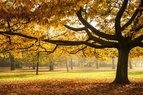 Estate Di San Martino L Novembre Quanto Dura E Cosa Dice La