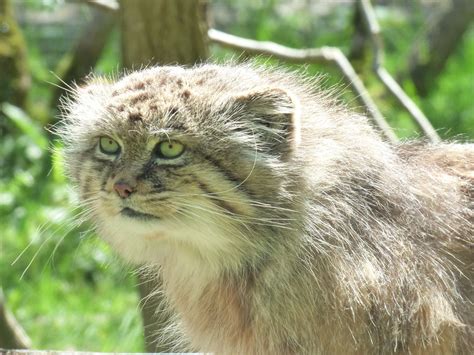 獣医師監修 マヌルネコ（生息地・性格・歴史・寿命・生態・かわいい動画など）の図鑑 どうぶつのこと。