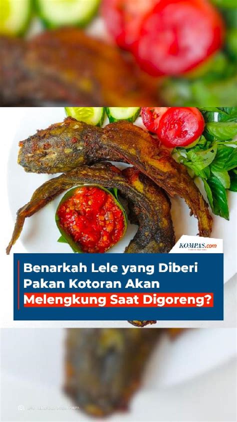 Video Benarkah Lele Yang Diberi Pakan Kotoran Akan Melengkung Saat