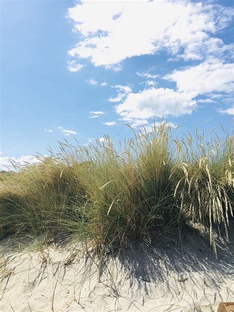 Strand Strandgras Ostsee Kostenloses Foto Auf Pixabay Pixabay