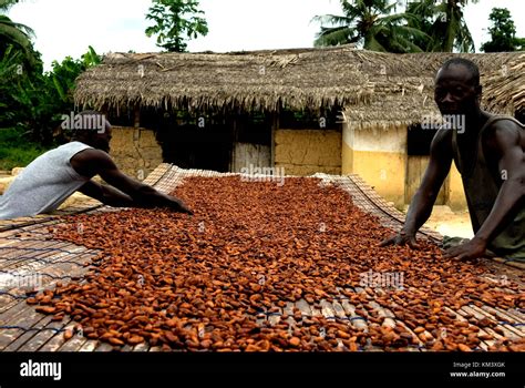 Cocoa In Ghana Hi Res Stock Photography And Images Alamy