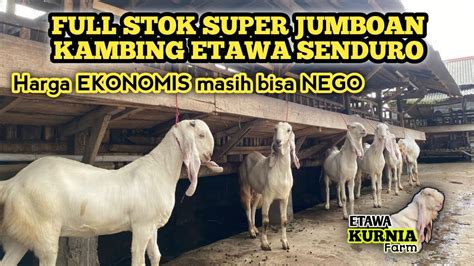 Full Stok Super Jumbo Etawa Senduro Harga Ekonomisharga Bisa Nego Di