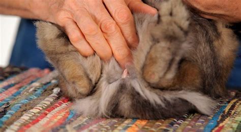 C Mo Saber Si Un Conejo Enano Es Macho O Hembra Ciudad Mascota