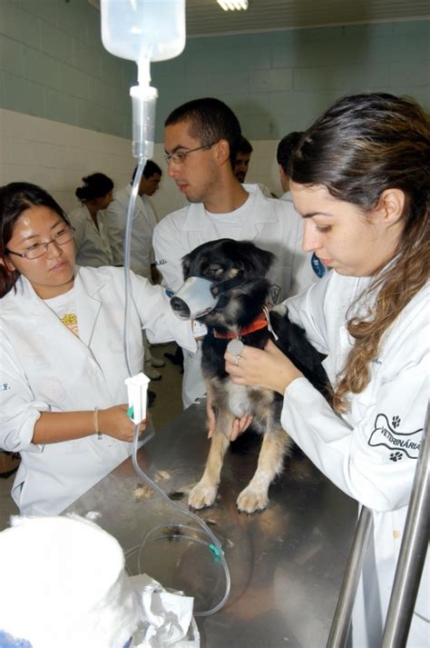 Prefeitura Realiza Novo Agendamento Para Castra O De C Es E Gatos