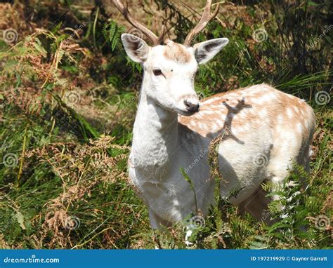 Fallow Deer In Fern Stock Image Image Of Antlers Fawn 197219929