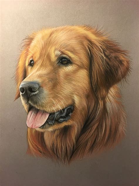 Golden Retriever Drawing