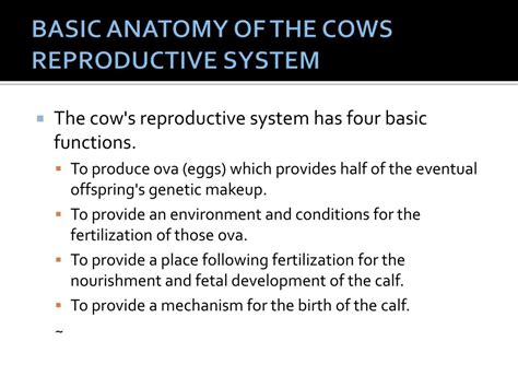 Ppt Bovine Reproductive Anatomy Powerpoint Presentation Free