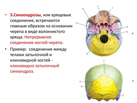 Кости черепа - презентация онлайн