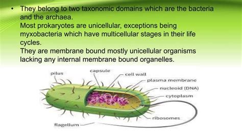 Prokaryotic Cell Ppt Ppt Free Download