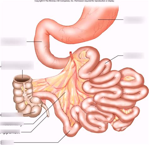 Slide 8 Digestive Diagram Quizlet