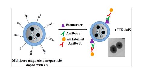 Multicore Magnetic Nanoparticles Mmnps Doped With Cs And Fitc For The Determination Of