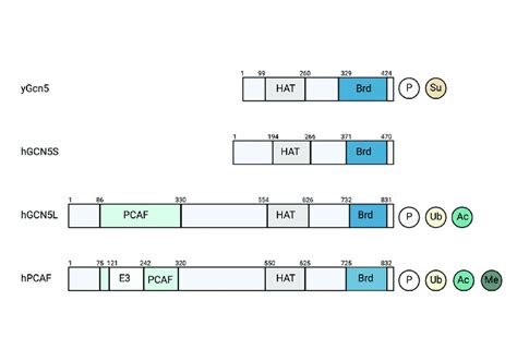 Domain Structure Of Yeast Gcn Compared To Human Gcn And Pcaf