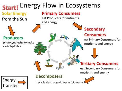 Energy Flow In Ecosystems Diagram