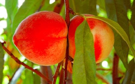 011711_Peaches ⋆ HTGT