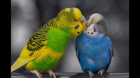 Budgie Singing | Budgie sound | relaxing sound - YouTube