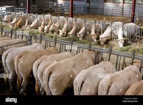 Blonde D Aquitaine Cattle Stock Photo Alamy