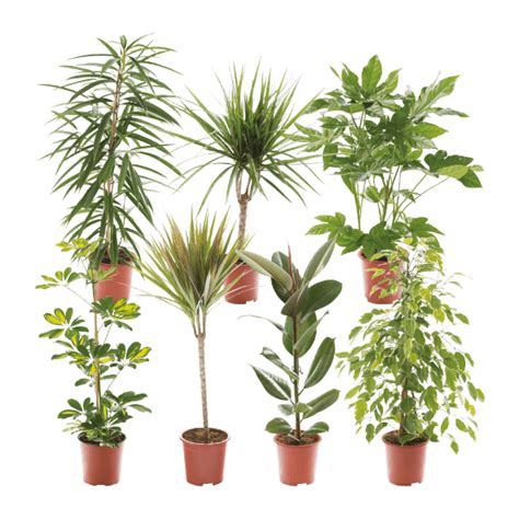 MultiPROMOS GARDENLINE Plantas Verdes