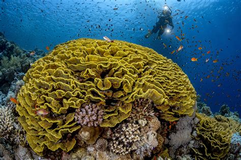 Coral Research Funding Opportunity Launches Oceanographic