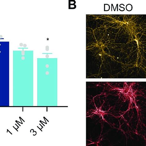 Anle B Prevents Tau Accumulation In Seeded Primary Neurons A