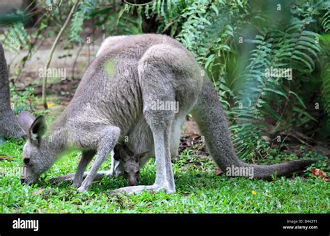 Grey Kangaroo Macropus Giganteus Singapore Zoo Stock Photo Alamy