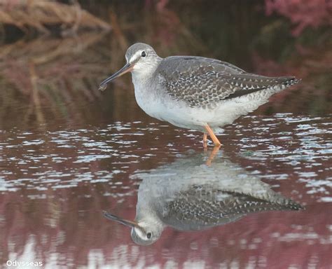 Spotted Redshank | Greek Nature Encyclopedia