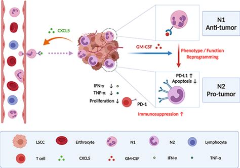 Full Article Tumor Infiltrating Pd L Neutrophils Induced By Gm Csf