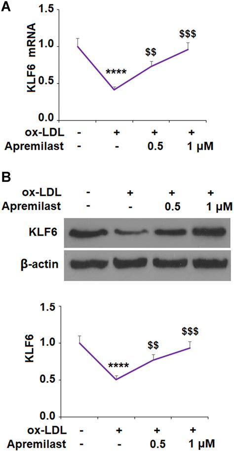 Apremilast Ameliorates Ox Ldl Induced Endothelial Dysfunction Mediated