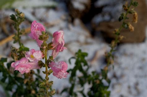 Free Images Nature Branch Snow Leaf Flower Petal Spring