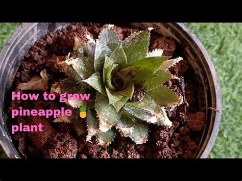 How To Grow Pineapples At Home Fast N Easy Pinapple Propogation