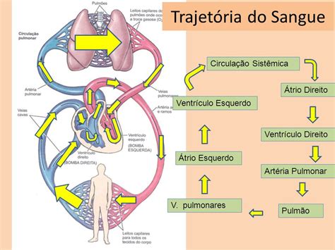 O Que é Fluxo Sanguineo LIBRAIN