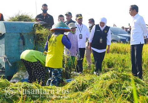 Panen Raya Ngawi Jokowi Ajak Petani Percepat Masa Tanam Nusantara Pos