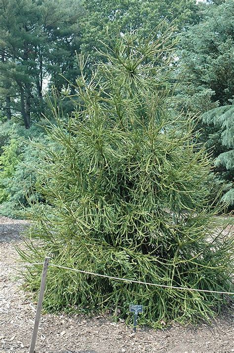 Araucarioides Japanese Cedar Cryptomeria Japonica Araucarioides At