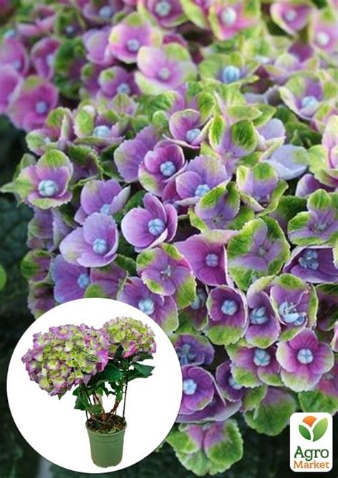 Гортензия крупнолистная 2-х летняя "Magical Amethyst" высота саженца 20 ...