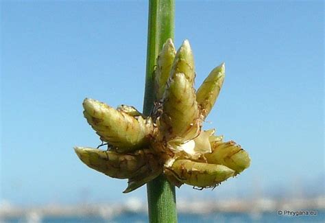 Cyperus Laevigatus L Cypéracées Cyperaceae Juss