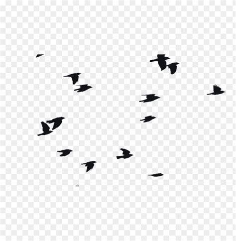 Birds Flying Png Bird Png Images Vectors And Psd Files Flock Birds