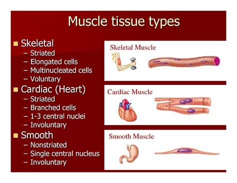 Striations Definition Anatomy