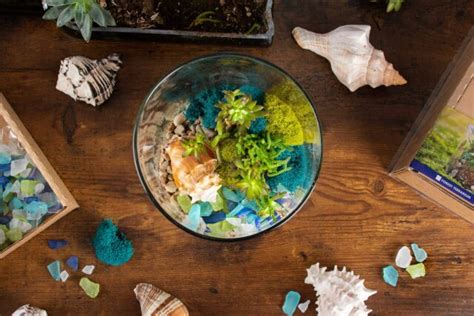 Beach Terrarium Kit Supermoss