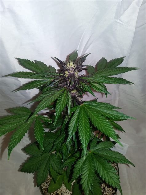 Purple Punch Autoflower Seedstockers Strain Info Growdiaries 6B0