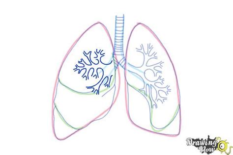 How To Draw Lungs Step 8 Lungs Drawing Beginner Sketches Science