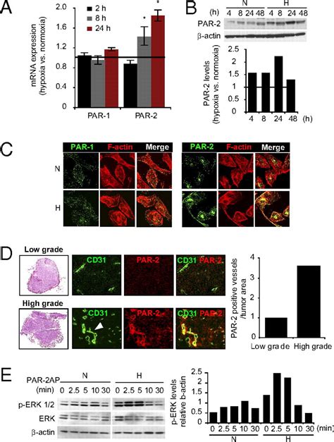 Hypoxia Triggers A Proangiogenic Pathway Involving Cancer Cell