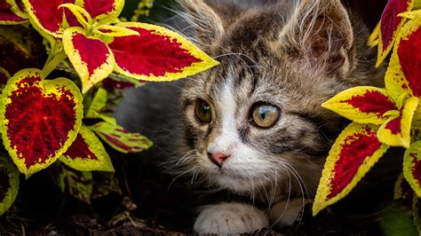 Cat Hd Baby Animal Kitten Hd Wallpaper Rare Gallery